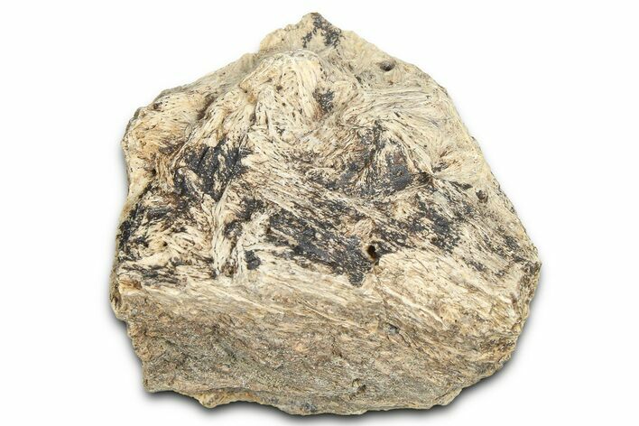 Dinosaur (Triceratops) Frill Shield Section - Montana #366667